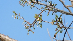DSCN4260.jpg
