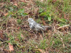 DSCN4289.jpg