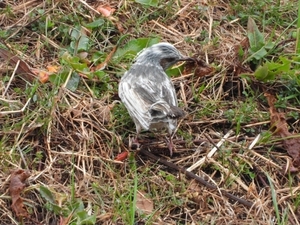 DSCN4292.jpg