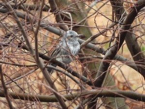 DSCN4295.jpg