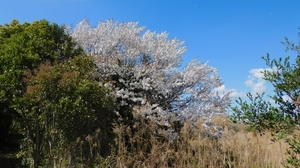 DSCN4311.jpg