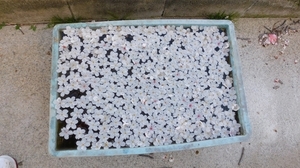 DSCN4334.jpg