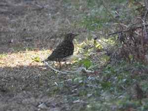 DSCN4732.jpg