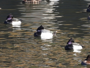 DSCN5078s.jpg