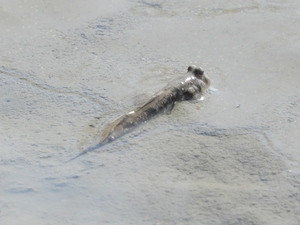 DSCN6605s.jpg