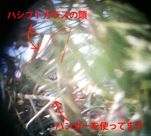 ハシブトガラス営巣200501.jpg