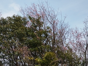 IMG_20250313_135123.jpg