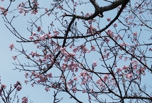 IMG_20250313_135139.jpg