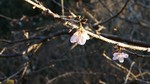 早くも咲いた河津桜