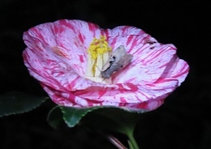 image4.jpeg